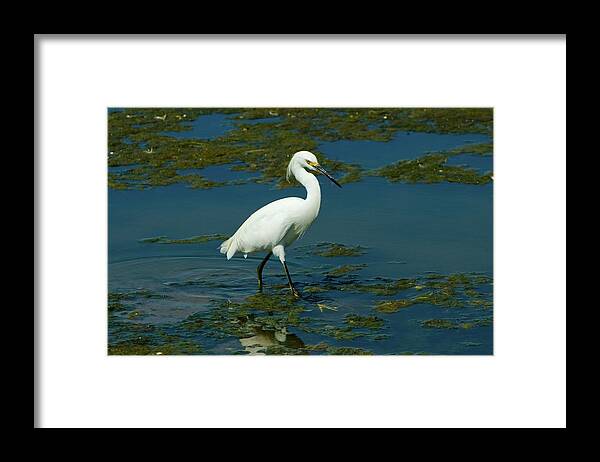 Water Bird Framed Print featuring the photograph Water Bird by Chris Anthony
