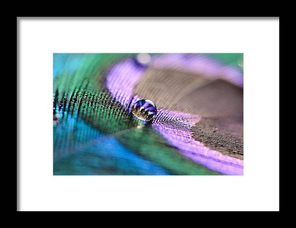 Peacock Framed Print featuring the photograph Water Drop by Angela Murdock