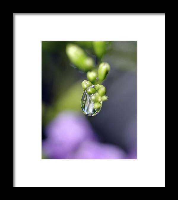 Macro Photography Framed Print featuring the photograph Water Droplet IV by Richard Rizzo
