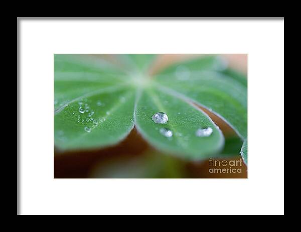 Aptk Framed Print featuring the photograph Water droplets on a leaf 1 by Yosi Apteker
