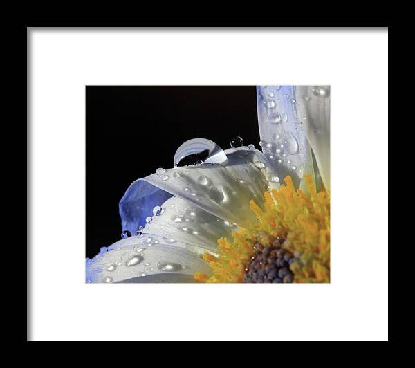 Water Drops Framed Print featuring the photograph Water Drops on Blue Daisy by Angela Murdock