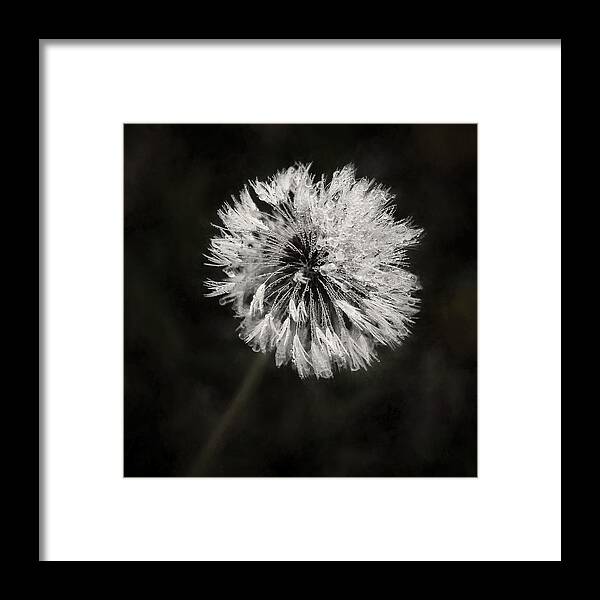 Dandelion Flower Framed Print featuring the photograph Water Drops on Dandelion Flower by Scott Norris