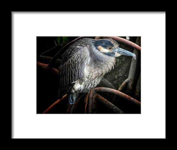 Anne Kolb Framed Print featuring the photograph Water Fowl IV by Kathi Isserman
