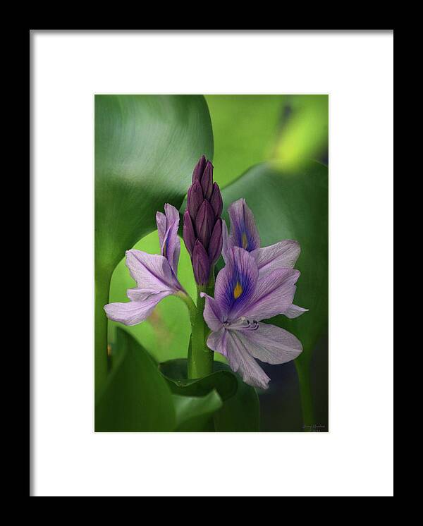 Water Hyacinth Framed Print featuring the photograph Water Hyacinth by Jenny Gandert