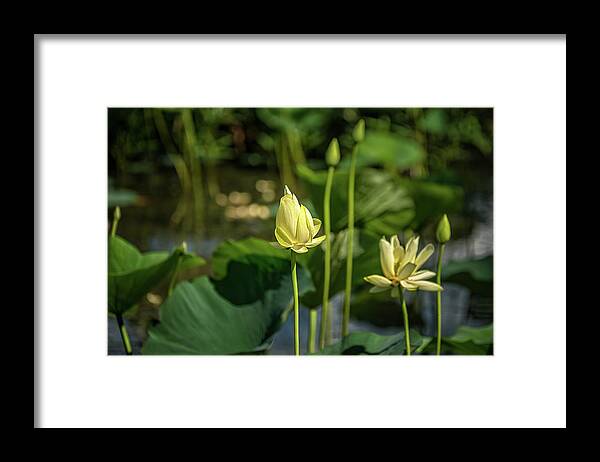 Ardmore Oklahoma Framed Print featuring the photograph Water Lilies 2 by Victor Culpepper