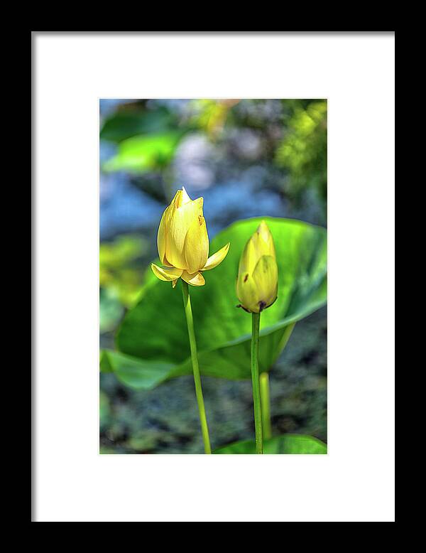 Ardmore Oklahoma Framed Print featuring the photograph Water Lilies 3 by Victor Culpepper