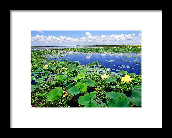 Louisiana Outback Framed Print featuring the photograph Water lilies along the Creole Nature Trail by Thomas R Fletcher