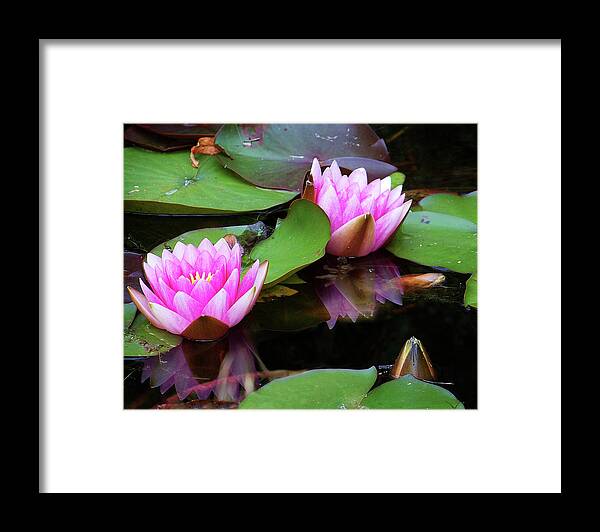 Water Lilies Framed Print featuring the photograph Water Lilies by Anthony Jones
