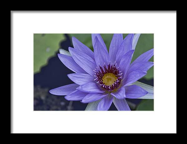 Water Lilly Framed Print featuring the photograph Water Lilly 2 by Mark Harrington