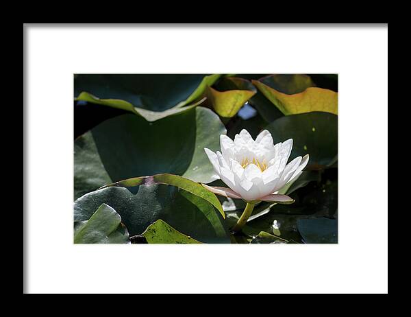 California Framed Print featuring the photograph Water Lily by Adam Rainoff