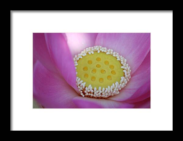 Flower Framed Print featuring the photograph Water Lily Center by Anita Parker
