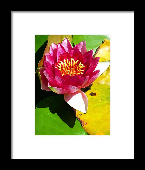 Water Lily Framed Print featuring the photograph Water Lily FC 2 by Diana Douglass
