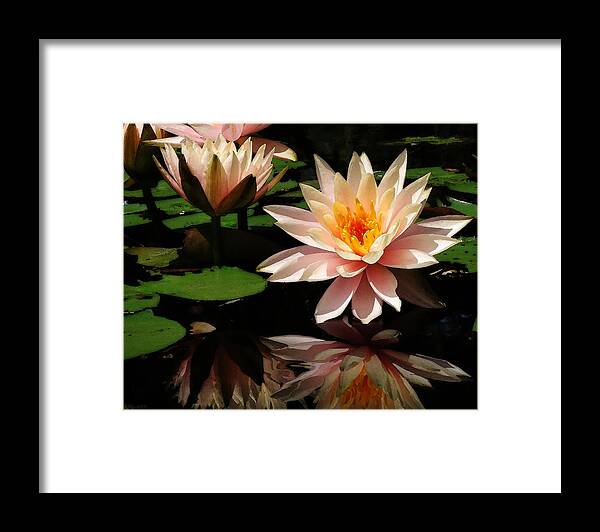 Photo Framed Print featuring the photograph Water Lily in Sunshine by Deborah Smith