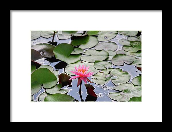 Water Lily Framed Print featuring the photograph Water Lily in the Pond by Jackson Pearson