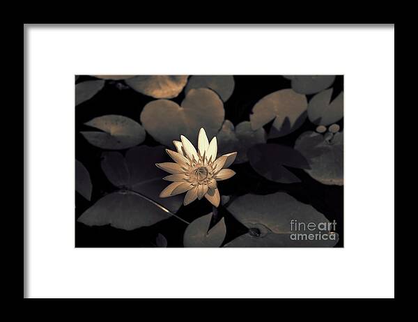 Lily Framed Print featuring the photograph Water Lily by Jeff Breiman