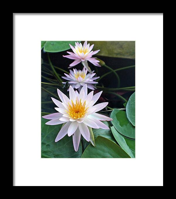 Water Framed Print featuring the photograph Water Lily Line by Farol Tomson