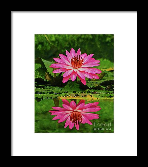 Flower Framed Print featuring the photograph Hot Pink Water Lily reflection by Larry Nieland