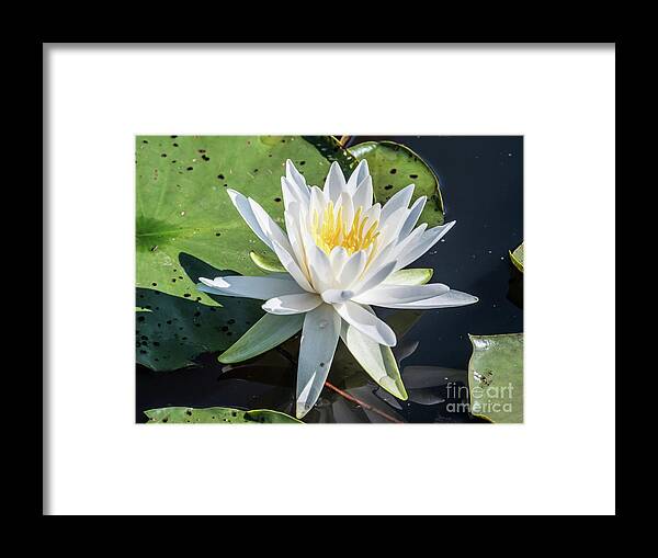 Water Lily Framed Print featuring the photograph Water Lily by Scott and Dixie Wiley