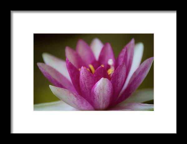 Nature Framed Print featuring the photograph Water Lily by Teresa Wilson