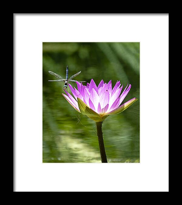 Water Lily Framed Print featuring the photograph Water Lily with Dragon Fly by Bill Barber