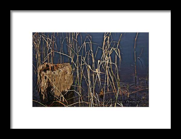  Framed Print featuring the photograph Water Logged by Elizabeth Harllee