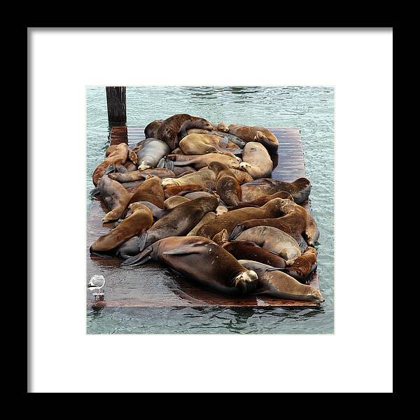Sea Lions Framed Print featuring the photograph Water Setters by Ty Helbach