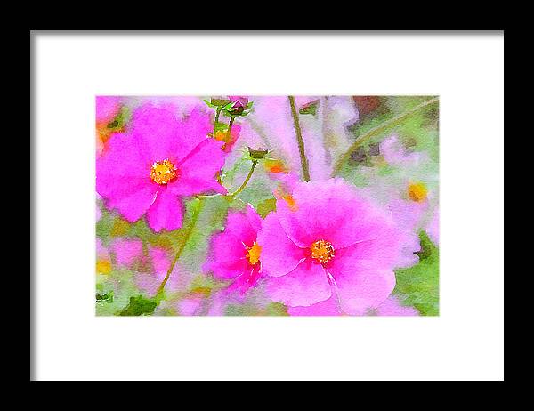 Watercolor Floral Framed Print featuring the painting Watercolor Pink Cosmos by Bonnie Bruno