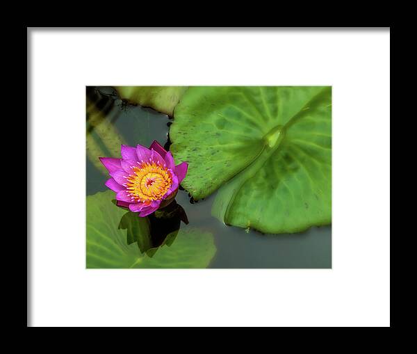 Nature Framed Print featuring the photograph Waterlily 5 by Jonathan Nguyen