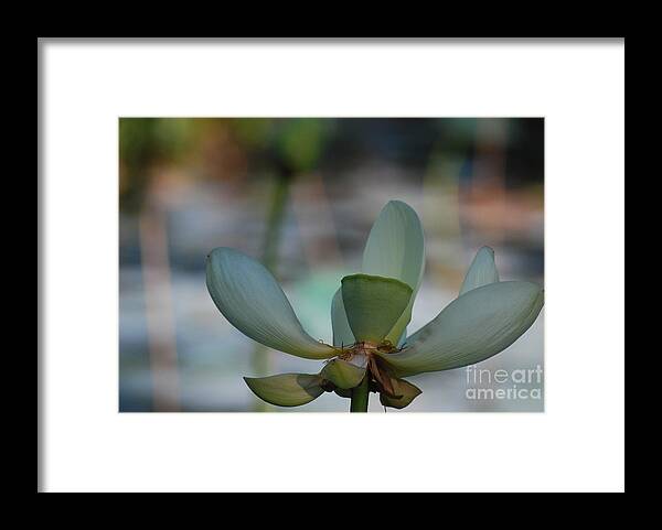 Botanical Framed Print featuring the photograph Waterlily Wash Closeup Horizontal by Heather Kirk