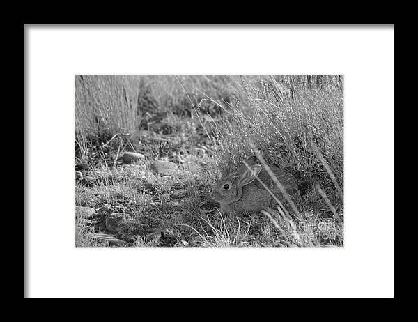 Cottontail Framed Print featuring the photograph Watership Down by Janeen Wassink Searles