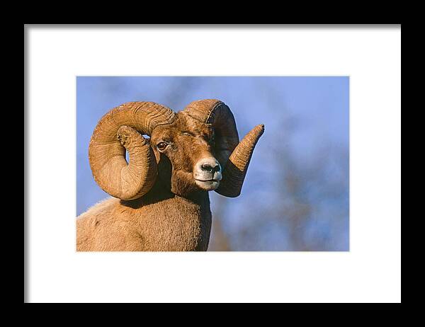 Mark Miller Photos Framed Print featuring the photograph Waterton Canyon Ram by Mark Miller