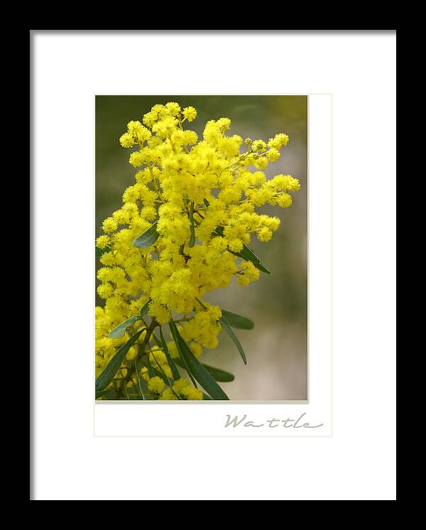 Nature Framed Print featuring the photograph Wattle by Holly Kempe