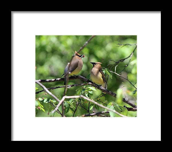 Cedar Waxwing Framed Print featuring the photograph Waxwing Socialism by David Pickett