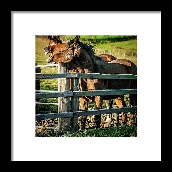 Equestrian Framed Print featuring the photograph We All Have A Friend Who Is Hilarious by Aleck Cartwright