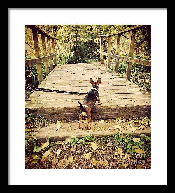 Minpin Framed Print featuring the photograph We all have our paths by LeLa Becker