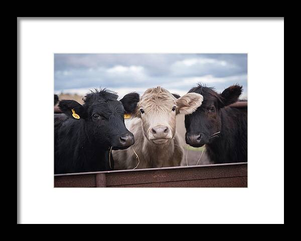 Cows Framed Print featuring the photograph We Three Cows by Holden The Moment