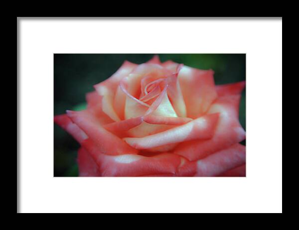 Weathered Framed Print featuring the photograph Weathered Soft Focus Rose 4685 H_2 by Steven Ward