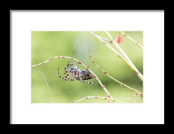Aculepeira Ceropegia Framed Print featuring the photograph Weaving a net by Jivko Nakev