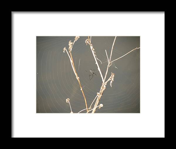 Spider Web Framed Print featuring the photograph Web of Wonder by Azthet Photography