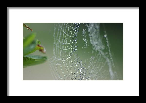 Flowers Framed Print featuring the photograph Web Portrait 1 by Maria Wall