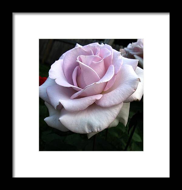 Rose Framed Print featuring the photograph Wedding Cake by Carol Sweetwood