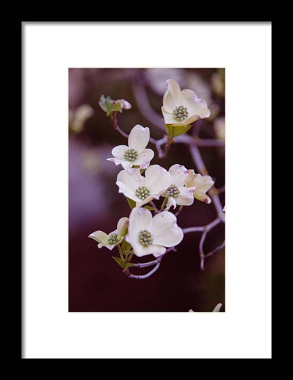 Bellingham Framed Print featuring the photograph Wedding White Dogwood by Judy Wright Lott