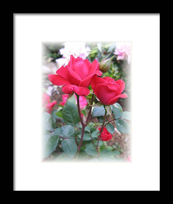 Rose Framed Print featuring the photograph Wedding Wishes by Carol Sweetwood
