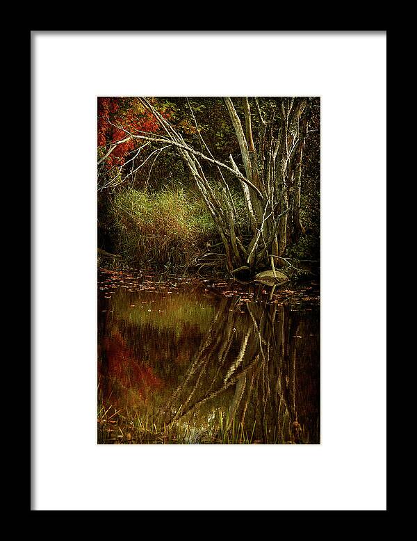 Cindi Ressler Framed Print featuring the photograph Weeping Branch by Cindi Ressler