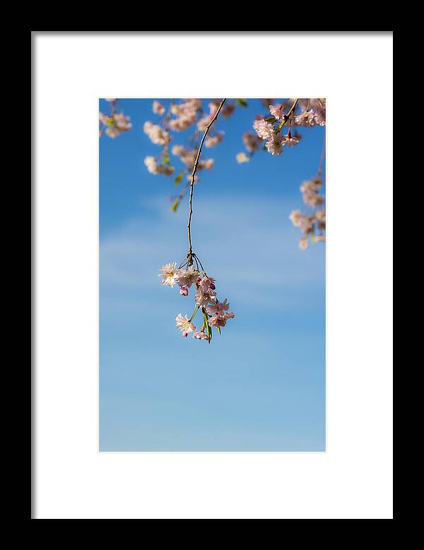 Weeping Cherry Tree Branch 3 Framed Print featuring the photograph Weeping Cherry Tree Branch 3 by Tracy Winter
