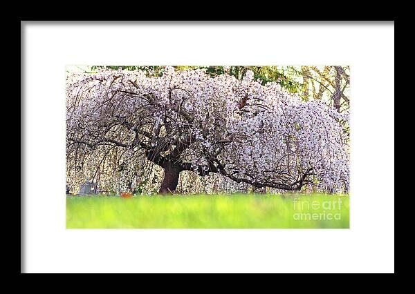 Cherry Tree Framed Print featuring the photograph Weeping Japanese Cherry Tree by Charline Xia