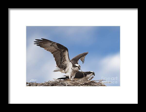 Osprey Framed Print featuring the photograph Welcome Home by Bon and Jim Fillpot