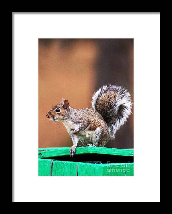 Squirrel Framed Print featuring the photograph Well Fed by Jennifer Robin