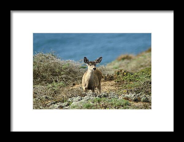 Deer Framed Print featuring the photograph Well Hello There by David Armentrout
