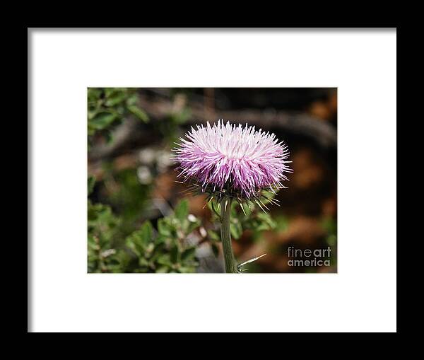 Wild Flower Framed Print featuring the photograph West coast wild one by Barbara Leigh Art